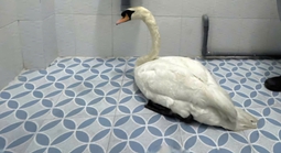 Công an TPHCM thông tin chính thức vụ trộm thiên nga trắng trong Thảo Cầm Viên