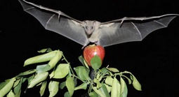 Virus Nipah có thật sự đáng sợ?