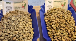 Giá cà phê hôm nay 29-1: Bốc hơi 3 con số