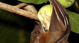 Bộ Y tế cảnh báo nguy cơ lây virus Nipah qua thực phẩm