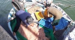 Ruốc biển dày đặc ven bờ, ngư dân Quy Nhơn “hốt bạc” sau vài giờ ra khơi