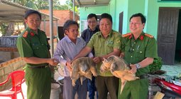Người dân giao nộp rùa cá sấu quý hiếm