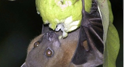 Chủ động phòng chống dịch bệnh do virus Nipah