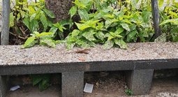 Hàng ngàn chim én “chiếm phố”, người dân Cần Thơ than trời vì phân chim