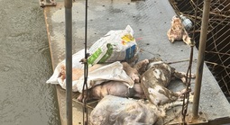 Ám ảnh heo chết, xác động vật thối rửa trên kênh dẫn nước đến hồ Dầu Tiếng