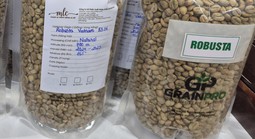 Giá cà phê hôm nay 3-1: Tiếp tục tăng