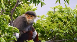 Chuyên gia hé lộ "căn duyên" đặc biệt giải cứu đàn voọc quý hiếm ở núi Hòn Dồ