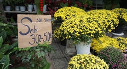 Chung tay “giải cứu” cúc mâm xôi nở sớm trước Tết