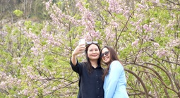 Hoa đỗ mai nở rộ hút hồn du khách đến với Vũng Tàu