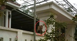 Khỉ đuôi lợn tấn công, người phụ nữ phải khâu 15 mũi