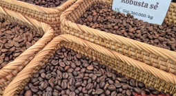 Giá cà phê hôm nay 7-1: Bật tăng, lấy lại mốc quan trọng