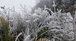 Miền Bắc chìm trong rét đậm, rét hại, Mẫu Sơn lạnh sâu dưới 3 độ C