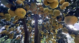 Hai chậu bưởi Diễn khổng lồ gần 800 quả khiến ai đi qua cũng phải ngoái nhìn