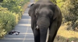 CLIP: Voi ngà lệch “đi dạo” ở Đồng Nai, người dân bỏ xe máy chạy thoát thân