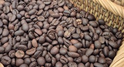 Giá cà phê hôm nay 9-1: Đồng loạt giảm