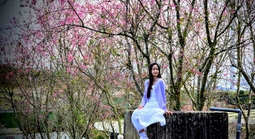 Quang Dũng, Hồng Nhung biểu diễn trong Lễ hội Mai anh đào Đà Lạt