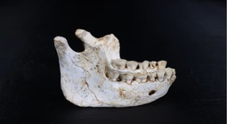 Tổ tiên loài người hiện đại vừa xuất hiện ở Casablanca?