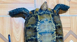 Bắt được rùa núi viền quý hiếm giữa ruộng, người dân lập tức giao nộp