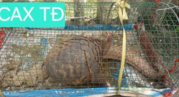 Đặt lồng bắt cua, không ngờ dính con vật quý hiếm nặng 5 kg