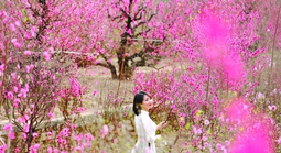 Một Hà Nội studio xuân