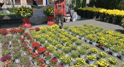 VIDEO: Hoa, kiểng Tết giá bình dân hút khách tại miền Tây