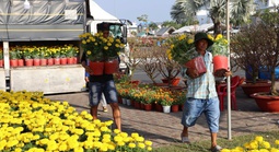 Hoa Tết giá mềm, hút khách