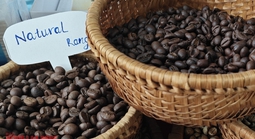 Giá cà phê hôm nay 10-2: Đồng loạt tăng trở lại