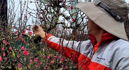 Hoa đào Tết nở sớm, người bán ngóng khách từng ngày