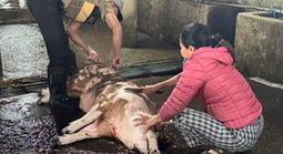 Lò giết mổ vượt công suất, thú y không theo kịp?