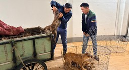 Vụ trộm 5.200 con chó, thu lợi bất chính 2,6 tỉ đồng: Khởi tố, tạm giam 6 đối tượng