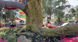 Chủ cây mai vàng “Nghinh Xuân Bính Ngọ” tiết lộ lý do rao bán 3,7 tỉ đồng