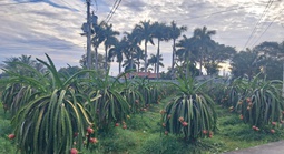 Giá thanh long cận Tết bất ngờ lao dốc, nông dân lo đầu ra