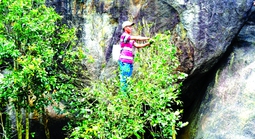 Độc đáo trà Mã Dọ