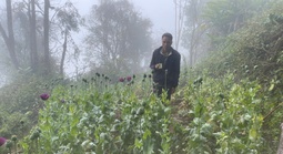 Trồng 346 cây thuốc phiện làm thuốc “chữa bệnh cho lợn, gà”