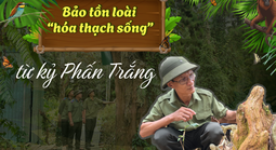 Bảo tồn loài “hóa thạch sống” từ kỷ Phấn Trắng