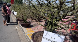 Tết này, cho thuê mai không còn “hốt bạc”