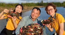 Cua gạch Cà Mau có giá 1,3 triệu đồng/kg