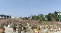 VIDEO: Hàng ngàn cây hoa đào nở sớm, người bán hạ giá nhưng vẫn vắng khách mua