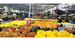 Hoa kiểng ở Đồng Tháp và Cần Thơ đang “đại hạ giá”