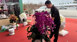 Vắng bóng chậu lan tiền tỉ, lan hồ điệp "mini" hút khách dịp Tết Bính Ngọ 2026