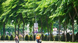 Dưới màu xanh thành phố