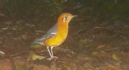 Loạt chim quý vừa mới phát hiện ở Quảng Trị