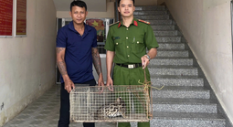Vĩnh Long: Phát hiện mèo rừng quý hiếm, người dân liền giao nộp công an
