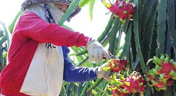 Thanh long Tây Ninh ngày Tết "ngọt" nhưng vẫn nặng nỗi lo