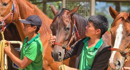 Đầu năm Ngọ, thăm nơi huấn luyện ngựa đua lớn nhất Việt Nam