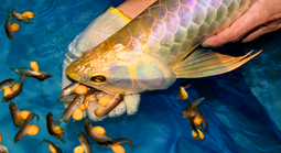 Ăn trứng cá rồng, 13 người nghi ngộ độc nhập viện