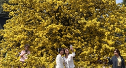 Nườm nượp người check-in "Cụ mai" đẹp nhất nhì tỉnh Đồng Nai dịp Tết