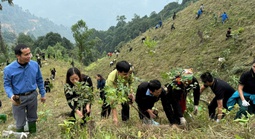 Cuộc thi "Tết xanh": Gieo mầm xanh khi xuân về