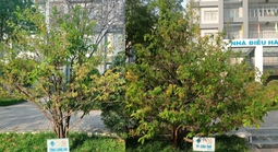 13 cây mai tại Đại học Cần Thơ lưu giữ tên 13 tỉnh, thành miền Tây trước đây