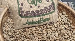 Giá cà phê hôm nay 23-2: Dự báo từ Tổ chức Cà phê quốc tế